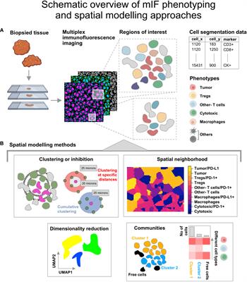 Spatial modelling of the tumor microenvironment from multiplex immunofluorescence images: methods and applications